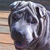 Shar-Pei Daphne
