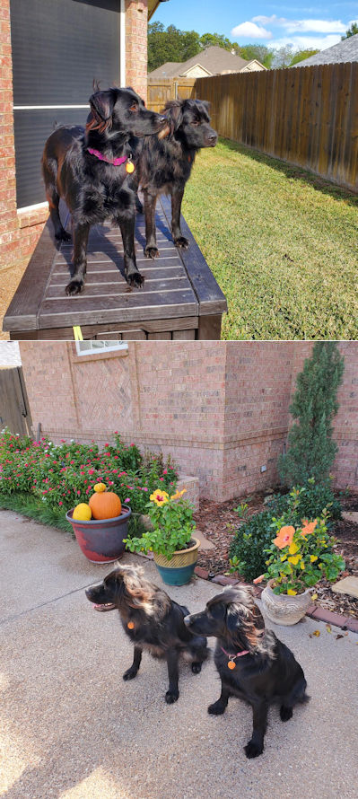 Chinese Shar-Pei Mix Darcy and Violet