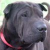 Shar-Pei Delilah