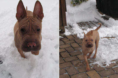 Chinese Shar Pei Pictures - Delilah