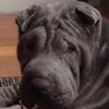 Shar-Pei Diesel