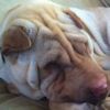Shar-Pei Diva