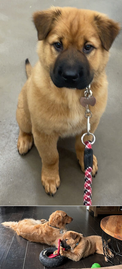Chinese Shar-Pei Dozer