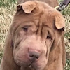 Shar-Pei Farrah