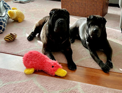 Chinese Shar-Pei Bully and Finn