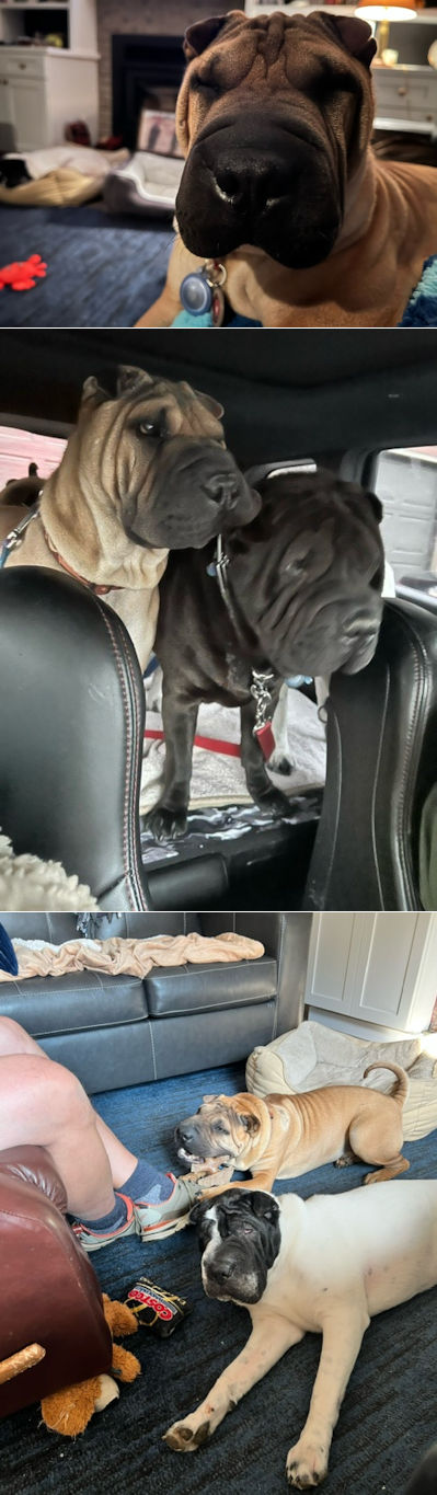 Chinese Shar-Pei Finn and Valor