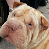 Shar-Pei Freckles