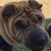 Shar-Pei Gemma