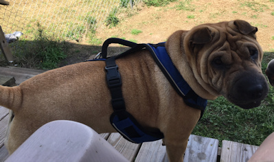 Chinese Shar-Pei Gemma