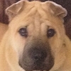 Shar-Pei Georgie Porgie