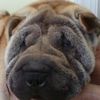 Shar-Pei Ginger
