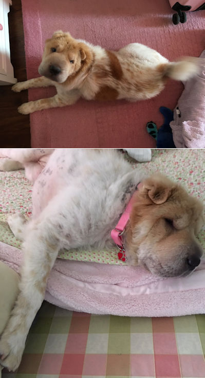 Chinese Shar-Pei Gracie