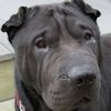 Shar-Pei Grayson