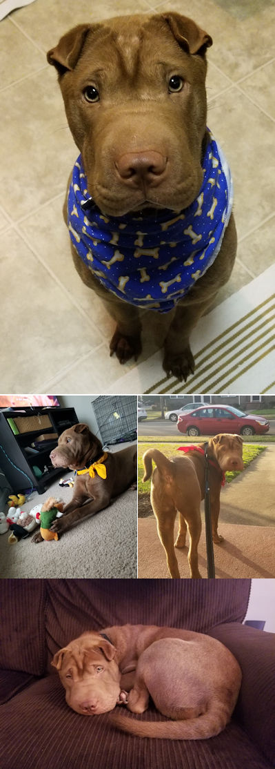 Chinese Shar-Pei Moose