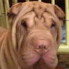 Shar-Pei Gyn