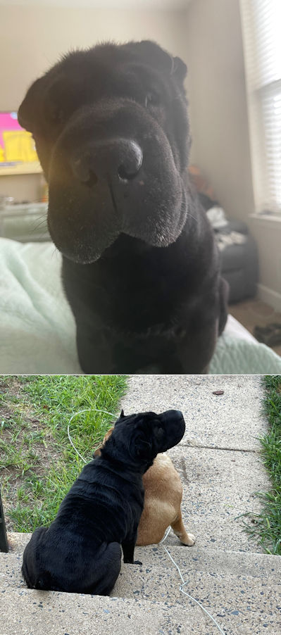 Chinese Shar-Pei Hippa and Roman