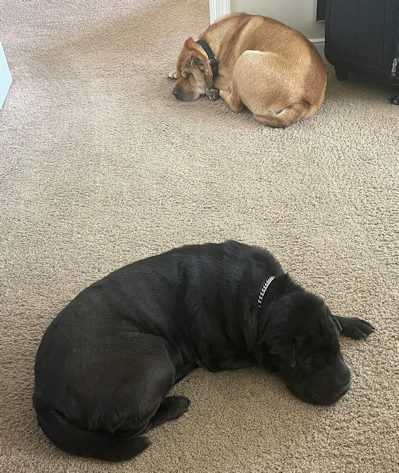 Chinese Shar-Pei Hippa and Roman