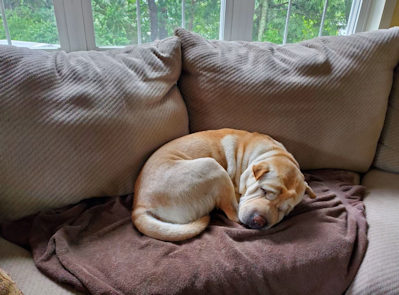 Chinese Shar-Pei Hummus