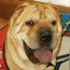 Shar-Pei Hunter