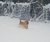 SharPei Pictures - Hunter