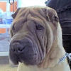 Shar-Pei Jackson
