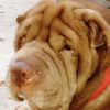 Shar-Pei Jasmine