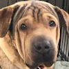 Shar-Pei Jax