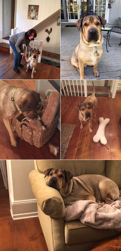 Chinese Shar-Pei Mix Jax