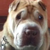 Shar-Pei Jessy