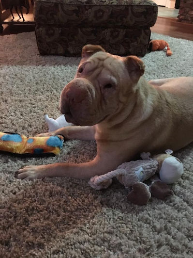 Chinese Shar-Pei Kiebler