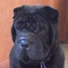Shar-Pei Lawrence