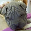 Shar-Pei LeePing