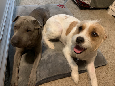 Chinese Shar-Pei Annie