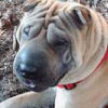 Shar-Pei Lilly