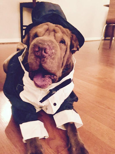 Chinese Shar-Pei Louie