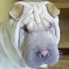 Shar-Pei Luke