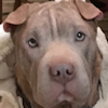 Shar-Pei Luna