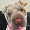 Shar-Pei Misha