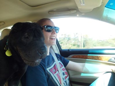 Chinese Shar Pei Pictures - Max