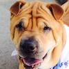 Shar-Pei Maxwell