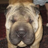 Shar-Pei May Pang