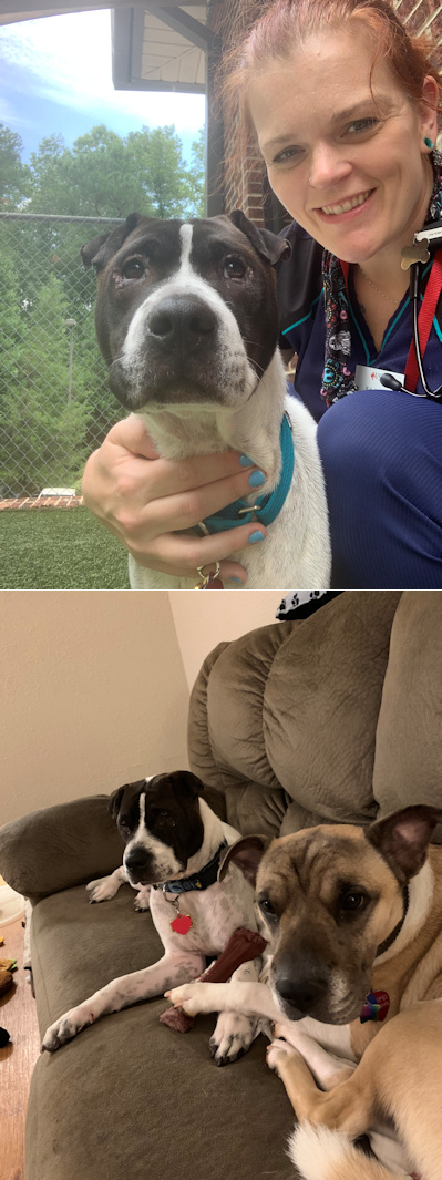 Chinese Shar-Pei Mocha