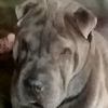 Shar-Pei Meili