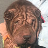 Shar-Pei Mike
