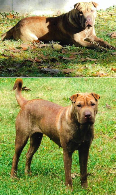 Chinese Shar-Pei Mila