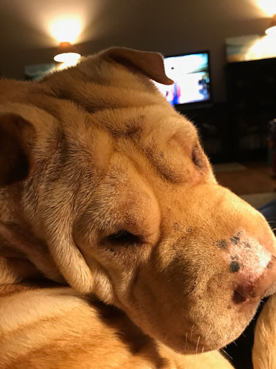Chinese Shar-Pei Millie