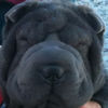 Shar-Pei Ming