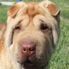 Shar-Pei Ming Li