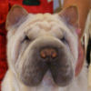Shar-Pei Misha