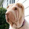 Shar-Pei Missy